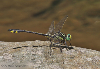 Gomphurus lineatifrons, male